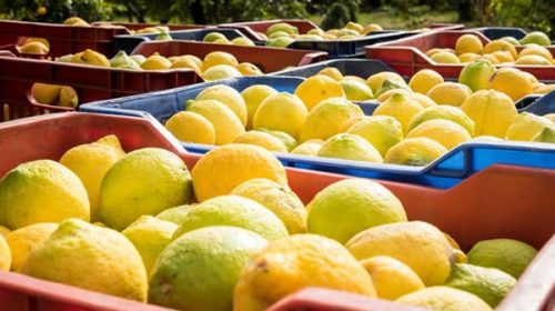 Malestar en Tucumán y el NOA por la medida de Nación que grava con 15% las exportaciones citrícolas