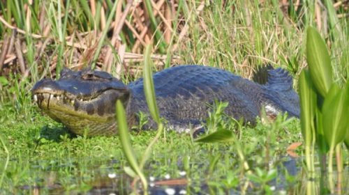 Rescatan animales autóctonos para llevarlos a otras zonas tras incendios en Corrientes