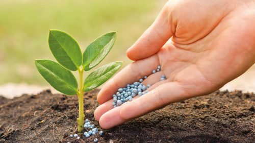 No habrá faltante de fertilizantes para la producción de cultivos agrícolas
