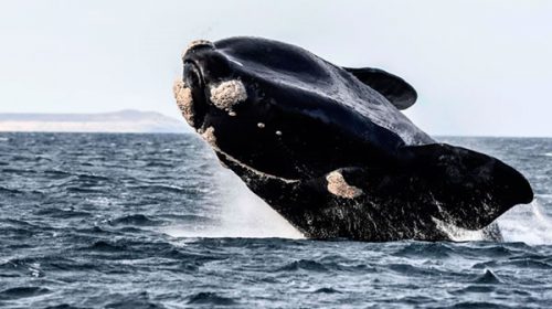 Llegaron las primeras ballenas francas australes de la temporada en cercanías de Península Valdés