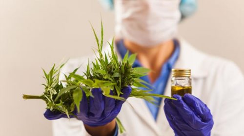 Cómo es la nueva ley de cannabis medicinal aprobada por el Congreso