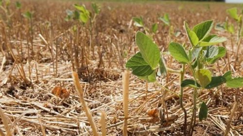 Más de 1.600 productores entrerrianos se adhirieron a la emergencia por sequía y podrán acceder a aportes