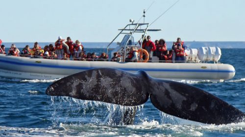 Comenzó la temporada de avistamiento de ballenas en Puerto Pirámides