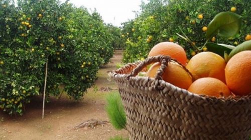 Productores citrícolas advirtieron sobre la difícil situación del sector
