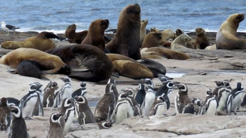 La reserva rionegrina Islote Lobos fue convertida en Parque Nacional