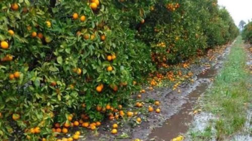 La provincia realizó un relevamiento a campo de los sectores productivos afectados por la tormenta