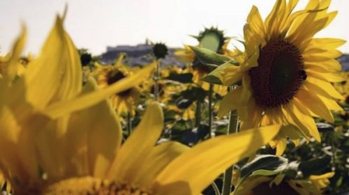 El área sembrada con girasol podría crecer entre 30% y 40% en la campaña 2022/2023