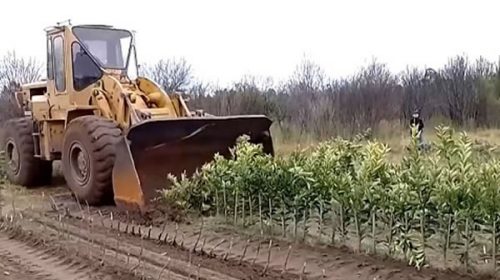 El Senasa destruyó más de 10 mil plantas cítricas en la provincia por incumplir las normas de prevención del HLB