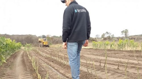 Revelan la cantidad de plantas cítricas que SeNaSA destruyó en Osvaldo Magnasco
