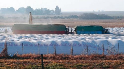 Los productores deberán informar dos veces al año su stock de granos