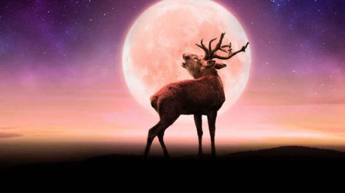 La superluna del ciervo, más grande y luminosa, ya puede verse en Argentina