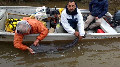 Comenzó en el río Uruguay la campaña de marcación del surubí pintado