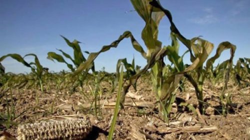 Finalizó el plazo para adherir a la emergencia agropecuaria provincial