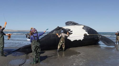 Chubut: hallaron otra ballena muerta y hay preocupación