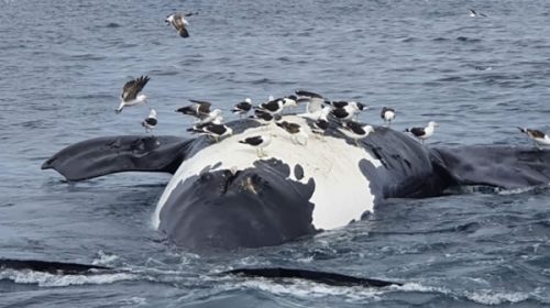 Hallaron seis ballenas muertas en las costas de Puerto Pirámides