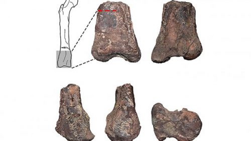 Descubrieron una nueva especie de dinosaurio depredador en Neuquén