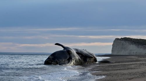 Confirmaron el hallazgo de toxinas de “marea roja” en las ballenas muertas