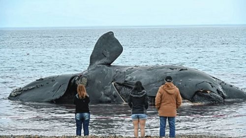 Aparecieron otras tres ballenas muertas en las costas de Península Valdés