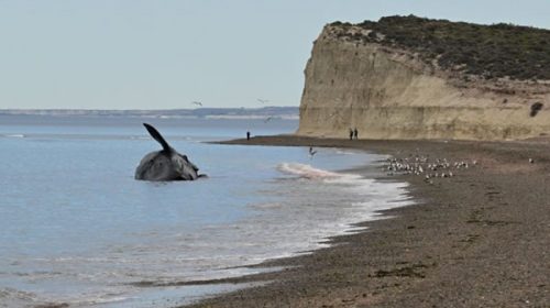 La “marea roja” podría terminar pronto, pero siguen apareciendo ballenas muertas en Chubut