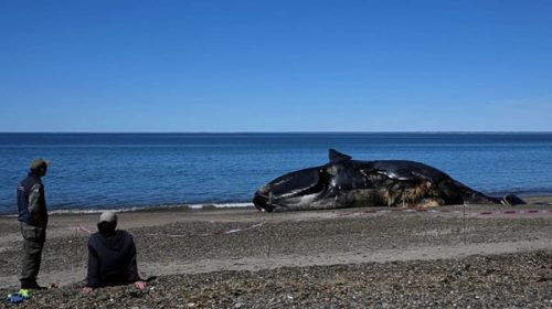 Siguen apareciendo ballenas muertas en Península de Valdés