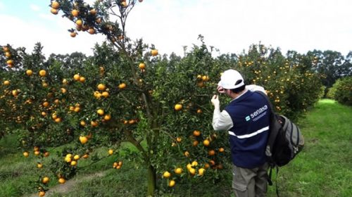 Definirán en Federación el nuevo plan para el control del HLB