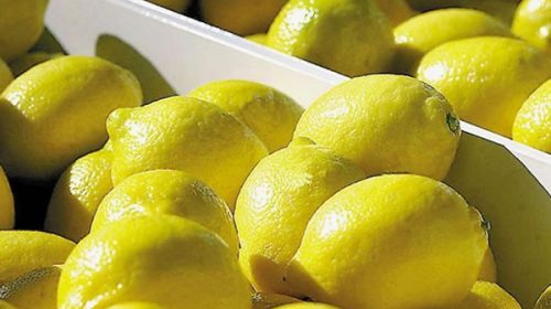 Argentina concretó la primera exportación de limones con destino a Vietnam