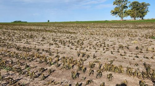 Sequía extrema: afecta más de 140 millones de hectáreas y 12,4 millones de vacunos