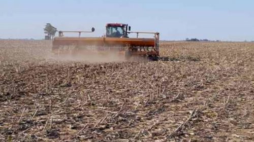 Peligran 500.000 hectáreas de trigo y se atrasa siembra de maíz por la sequía