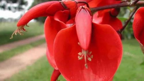 Día de la Flor Nacional: por qué se conmemora cada 22 de noviembre