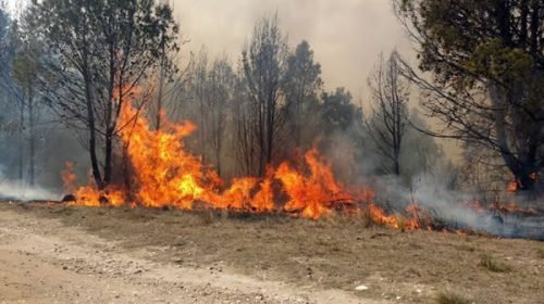 Brigadistas jujeños trabajan para evitar que un incendio alcance a las yungas
