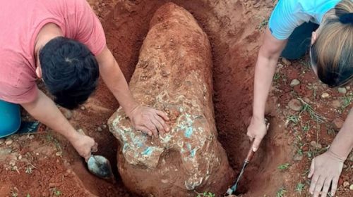 Encontraron en el Parque San Carlos de Concordia un fósil de más de 80 mil años