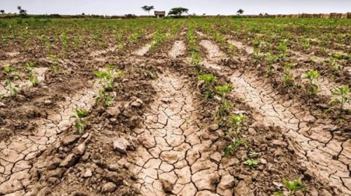 Afirman que todo el territorio provincial está afectado severamente por la sequía