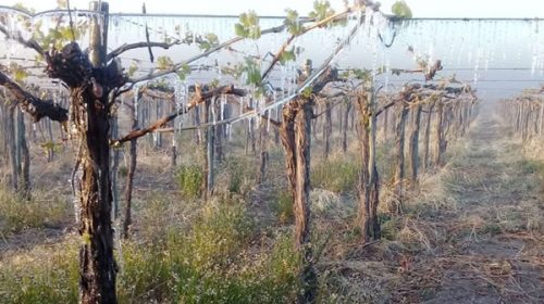 Declararon la emergencia agropecuaria en Mendoza por las heladas tardías