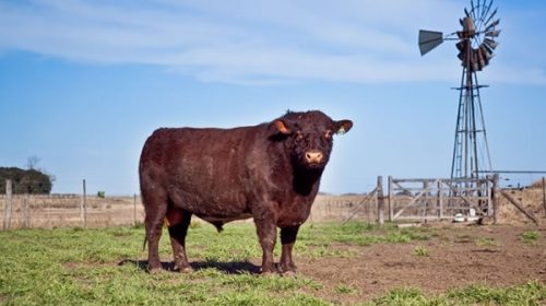 Por primera vez, Argentina exportará toros para reproducción a Chile
