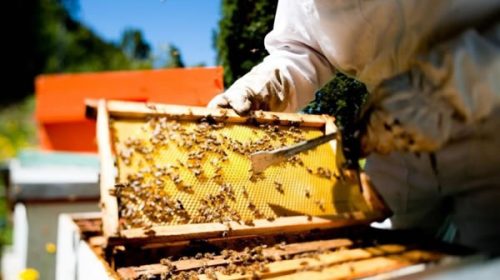 El Gobierno destina $180 millones para asistir a productores apícolas