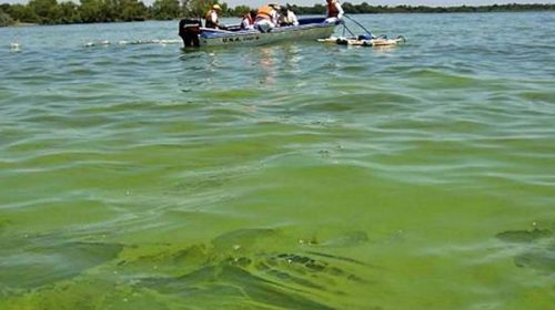 La CARU aconseja a los bañistas cómo evitar complicaciones con las cianobacterias La CARU aconseja a los bañistas cómo evitar complicaciones con las cianobacterias