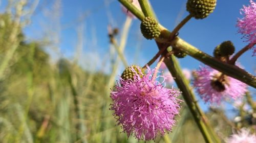 Mimosa serra: la nueva especie de flor que descubrieron en el país