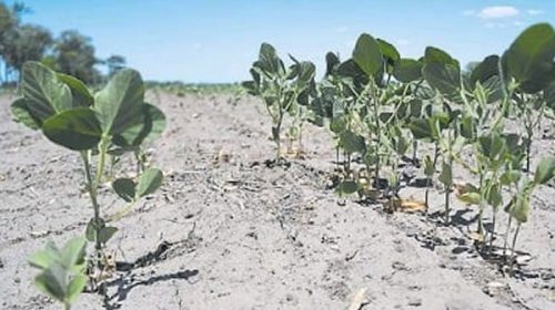 Advierten que se viene la segunda peor cosecha de soja de los últimos 15 años Advierten que se viene la segunda peor cosecha de soja de los últimos 15 años