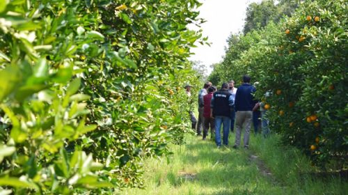 Apoyo del sector productor citrícola a la lucha contra HLB en la provincia