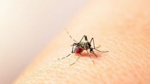 Paraná: Se confirmaron 22 casos de dengue autóctono