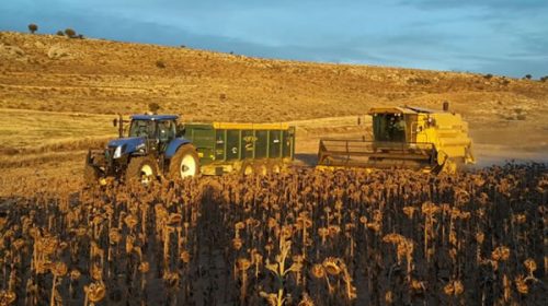 Sequía: la cosecha de girasol en Santa Fe fue la peor en 12 años