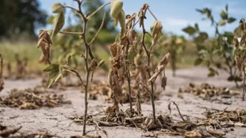 Estiman en casi U$S 23.000 la caída de ingresos por la sequía frente a la proyección inicial Estiman en casi U$S 23.000 la caída de ingresos por la sequía frente a la proyección inicial