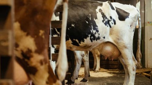 Programa Impulso Tambero: cerca de 4.500 productores comenzaron a cobrar