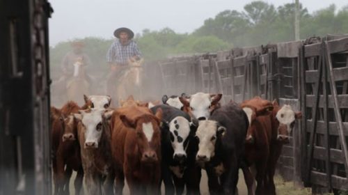 Asignan un subsidio para productores bovinos: de cuánto es y quiénes pueden acceder