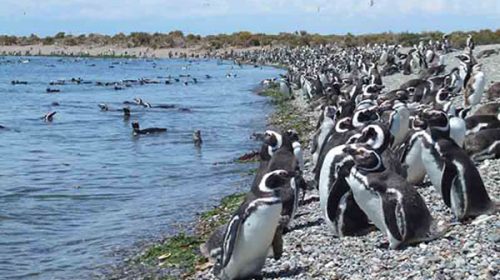 Aportan la primera evidencia de contaminación por microplásticos y otros desechos en pingüinos de Magallanes