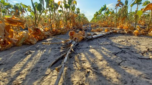 Declararon la emergencia en 21 departamentos de Córdoba por la sequía