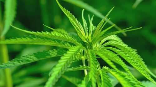 Se cosechó “Cannawine” la primera variedad de cannabis medicinal del país