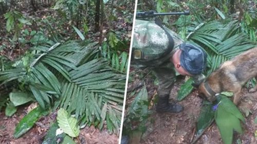 Colombia: hallaron a cuatro niños indígenas sobrevivientes de un accidente aéreo