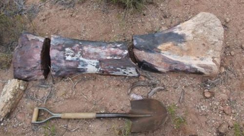 Científicos argentinos descubren un dinosaurio herbívoro gigante en la Patagonia