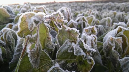 Por las heladas, declaran el estado de emergencia agropecuaria en Córdoba